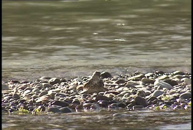 Spotted Sandpiper - ML450941