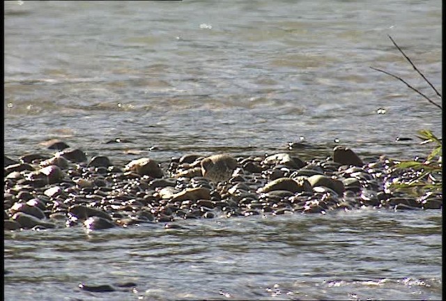 Spotted Sandpiper - ML450942