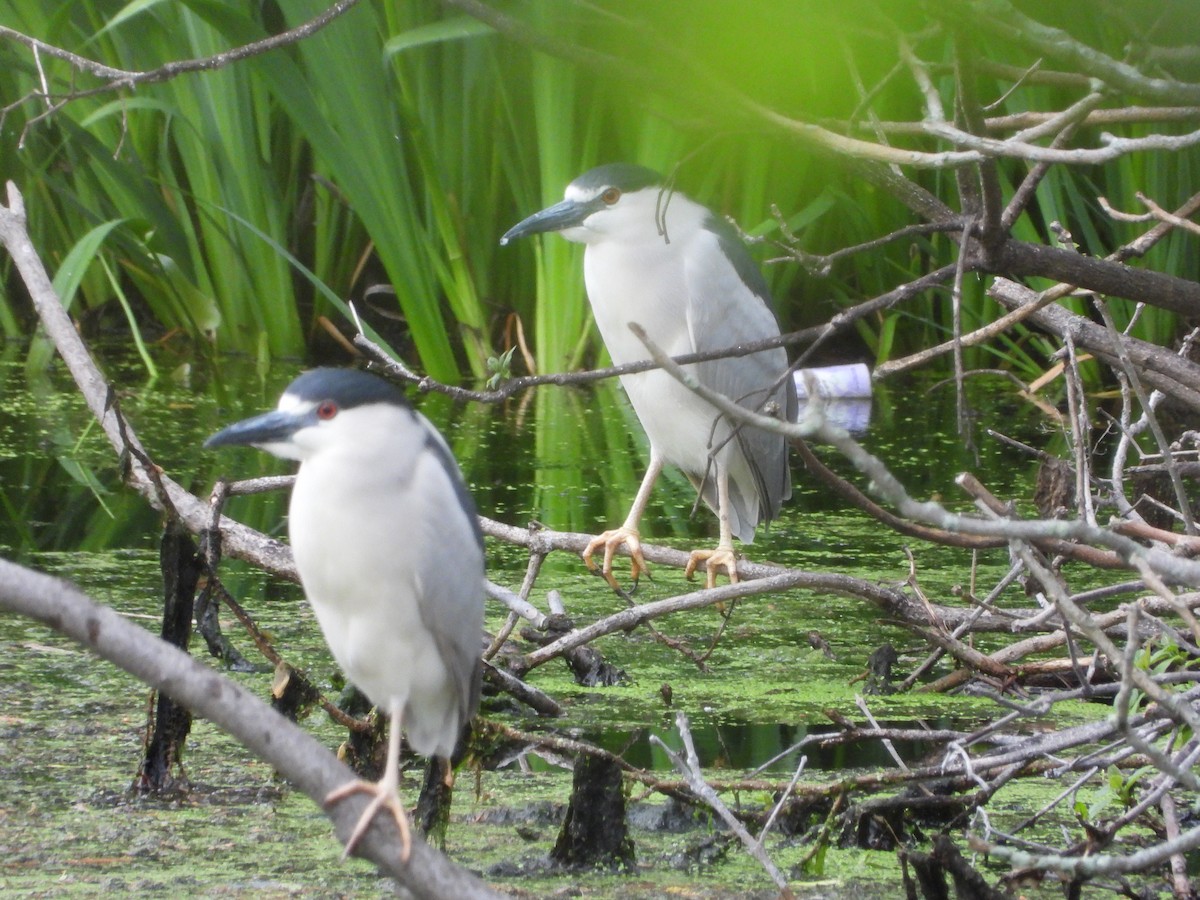 Black-crowned Night Heron - ML450942471