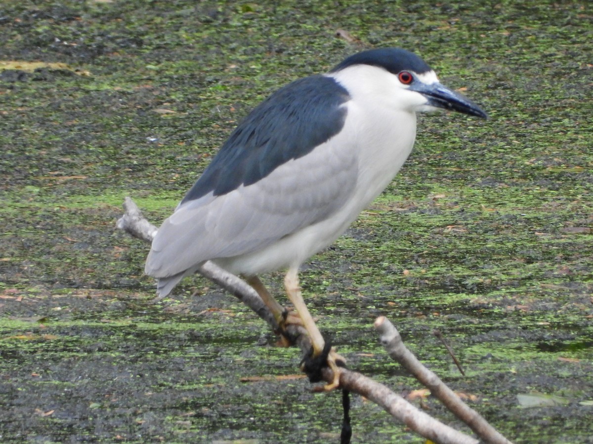 Black-crowned Night Heron - ML450942481