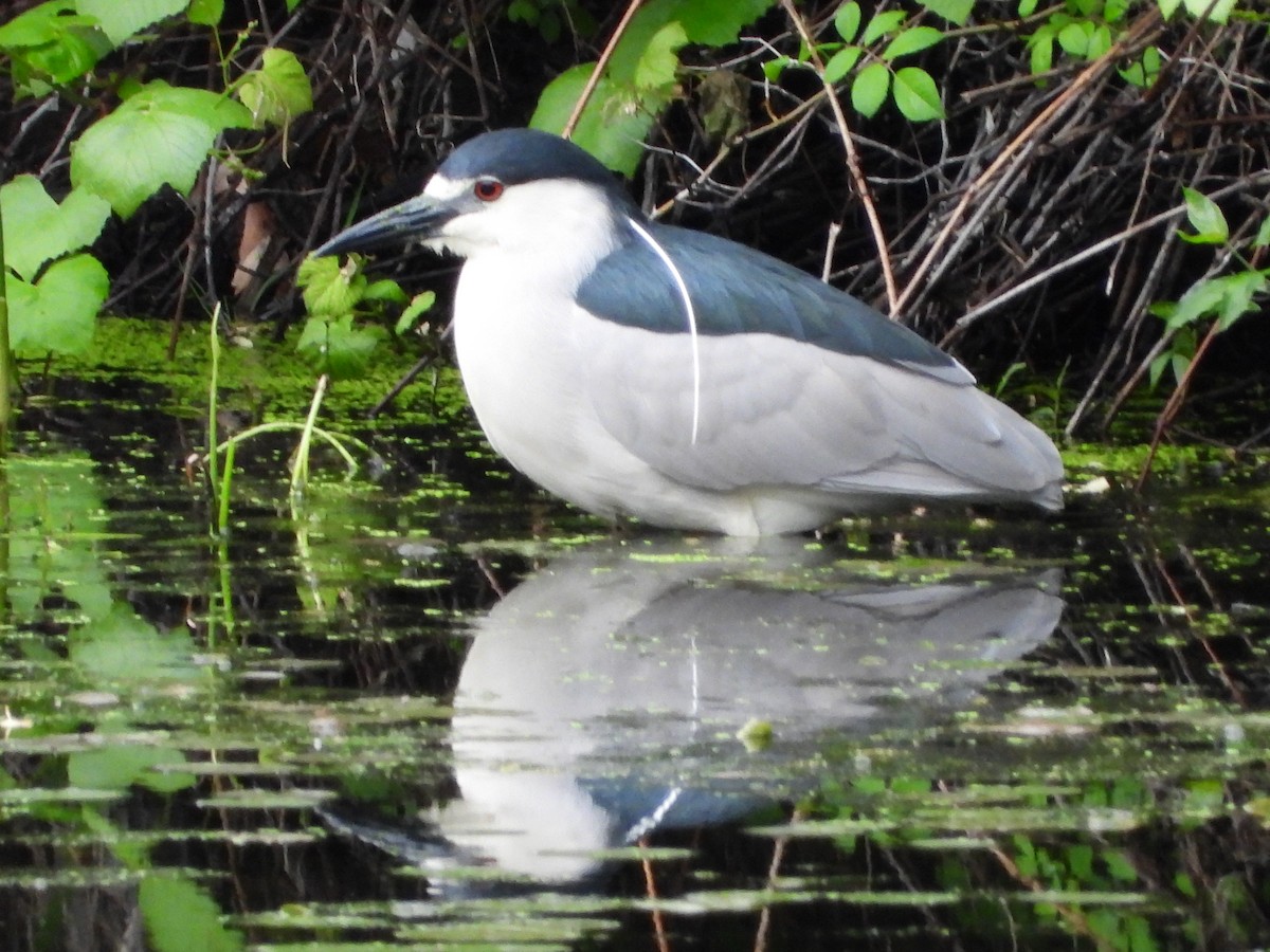 Black-crowned Night Heron - ML450942491