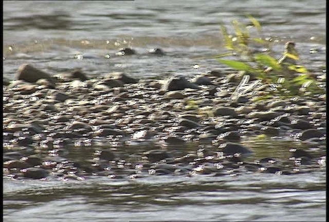 Spotted Sandpiper - ML450943