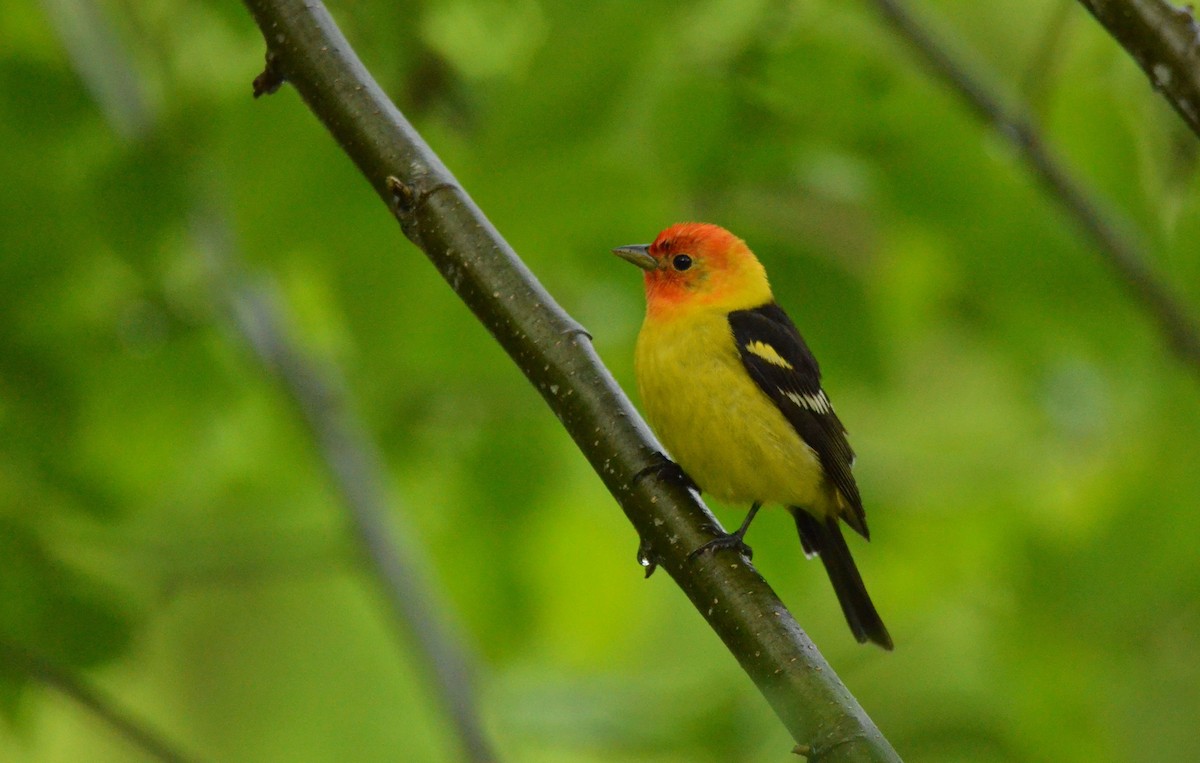 Western Tanager - ML450943001