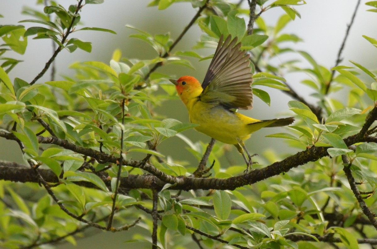 Western Tanager - ML450943511