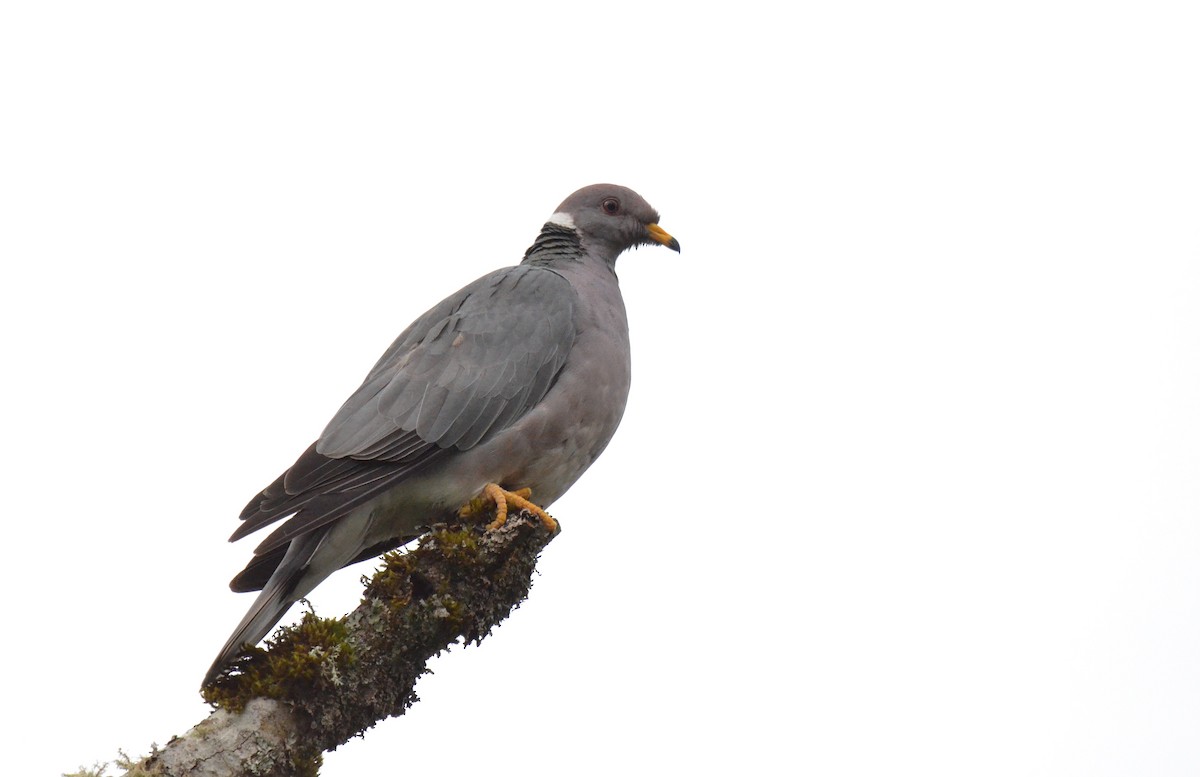 Band-tailed Pigeon - ML450943561