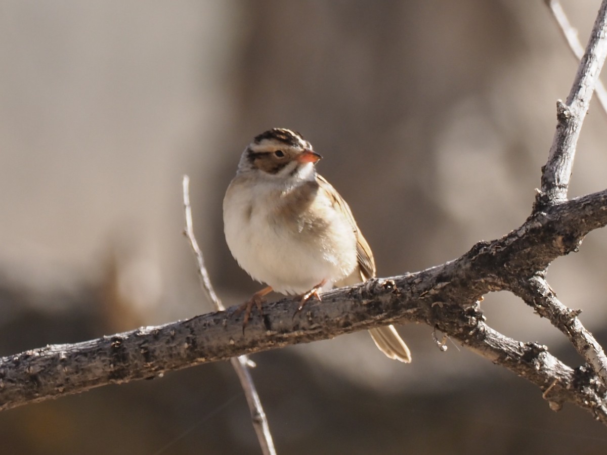 Clay-colored Sparrow - ML450943631