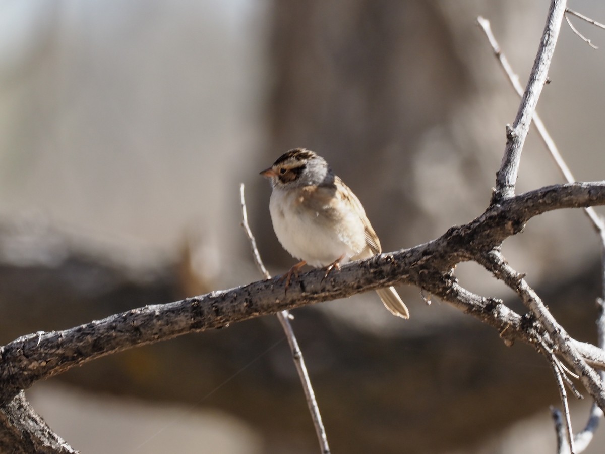 Clay-colored Sparrow - ML450943641