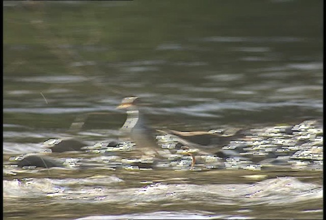 Spotted Sandpiper - ML450944