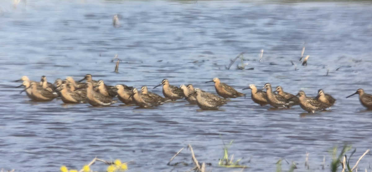 Short-billed Dowitcher - Joel Strong