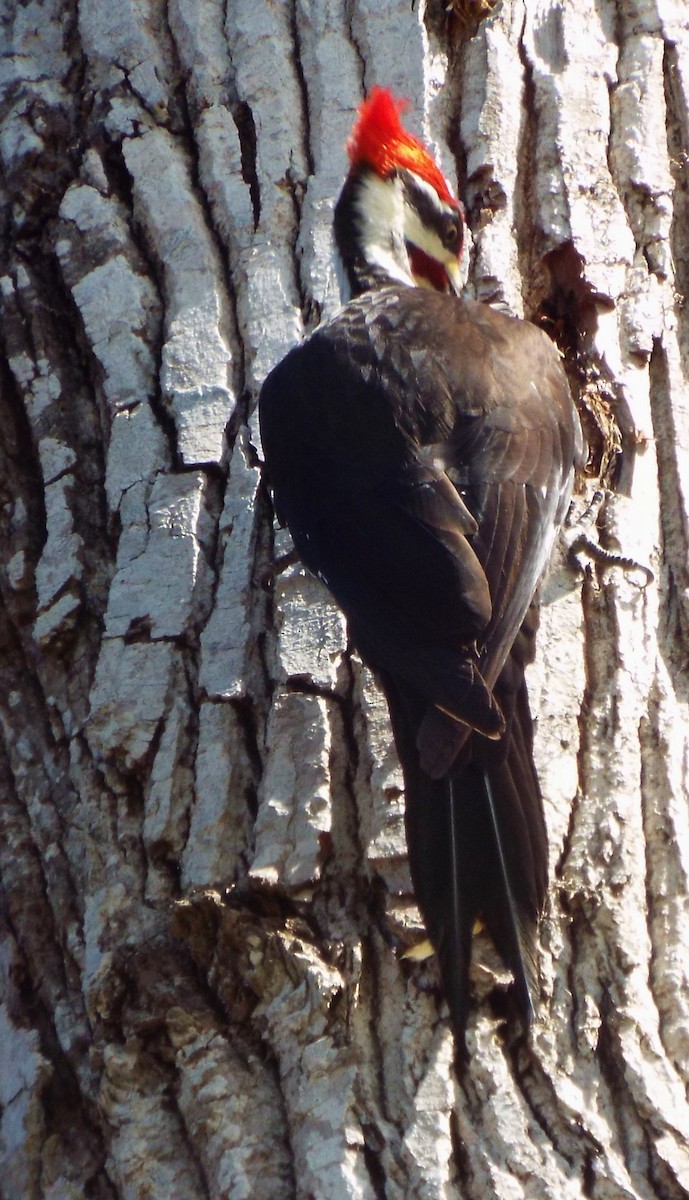 Pileated Woodpecker - Laurie Byrd