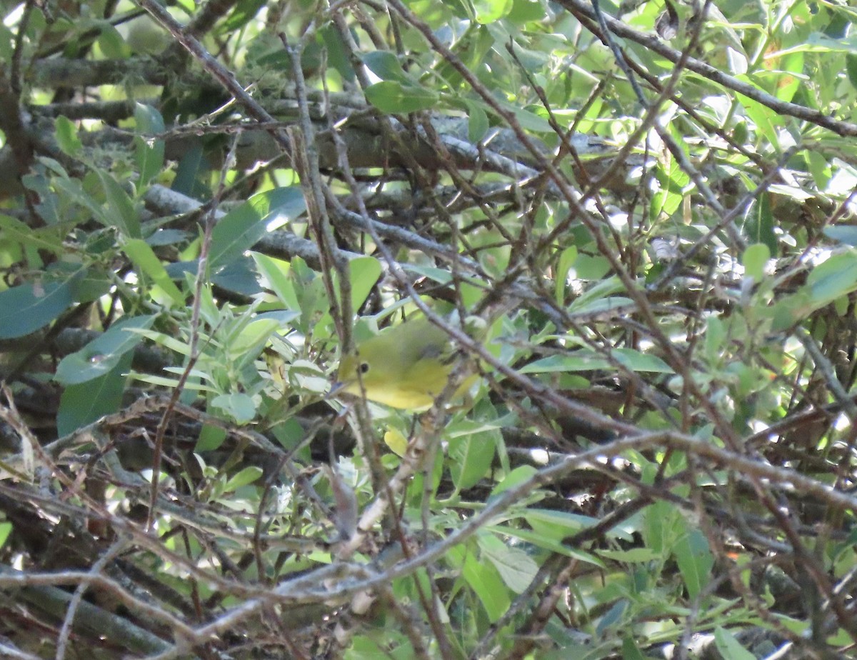 Yellow Warbler - ML450946361
