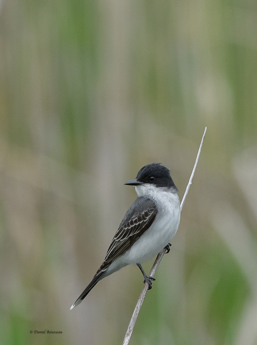 Eastern Kingbird - ML450946681