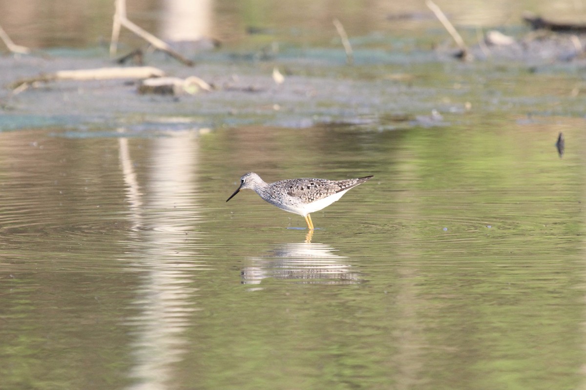 gulbeinsnipe - ML450946801