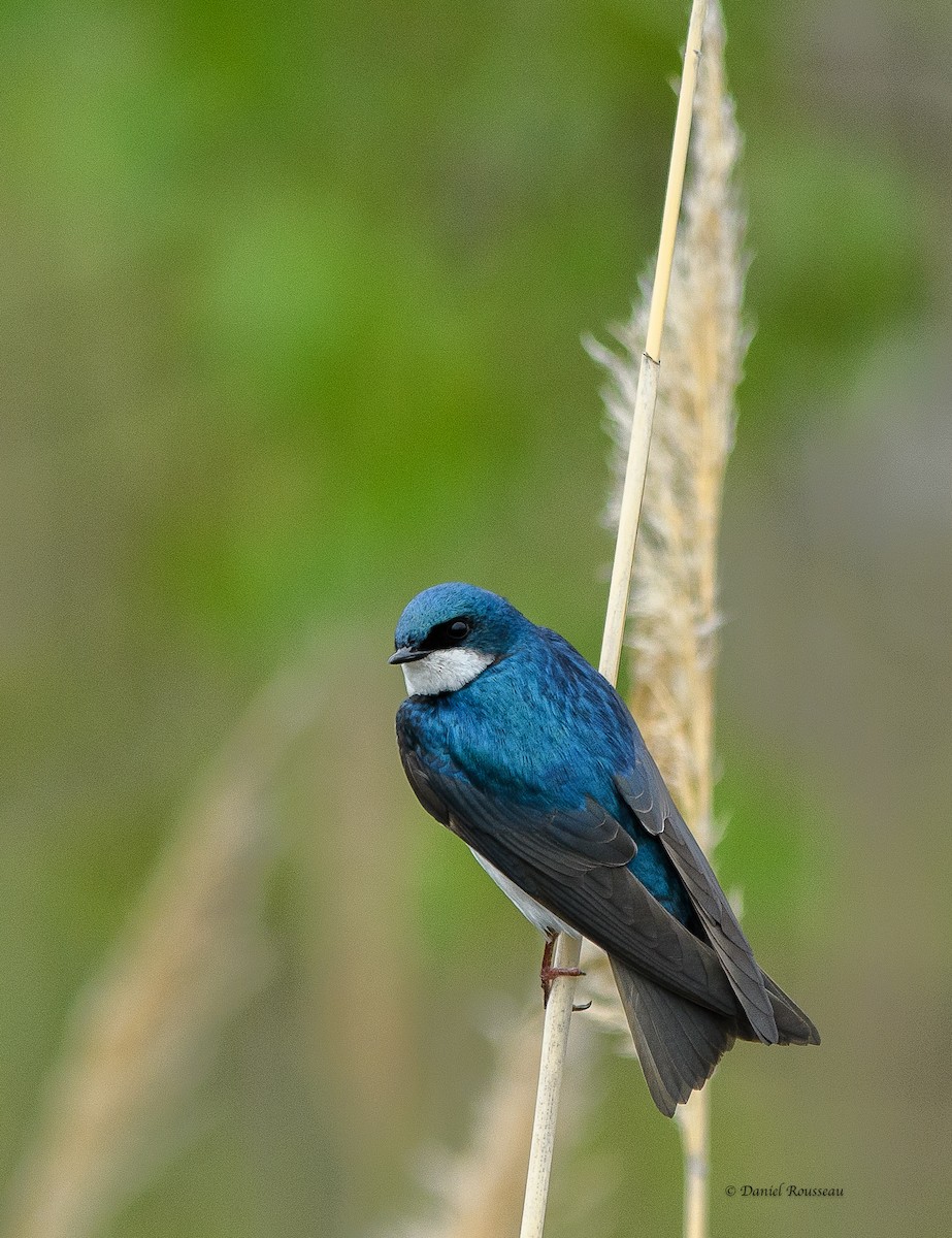Tree Swallow - ML450946821