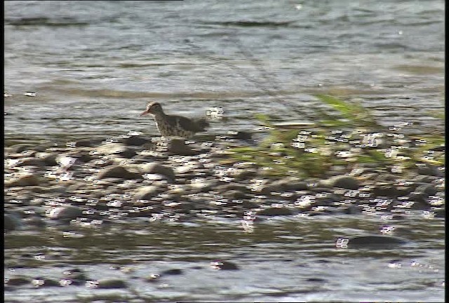 Spotted Sandpiper - ML450947