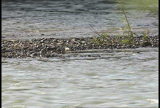 Spotted Sandpiper - ML450948