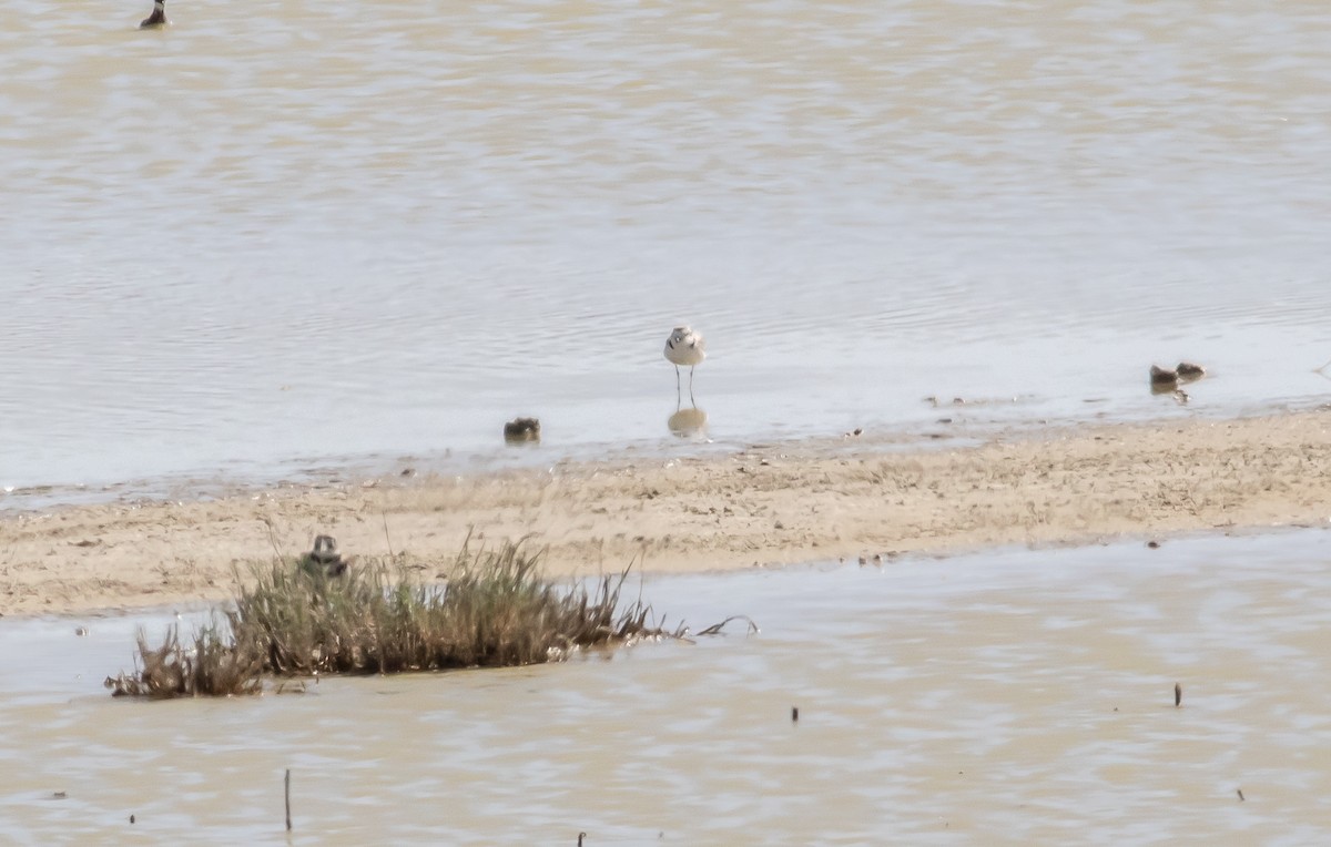 Snowy Plover - Nick Pulcinella