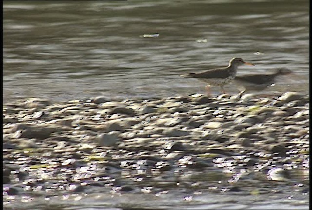 Spotted Sandpiper - ML450950