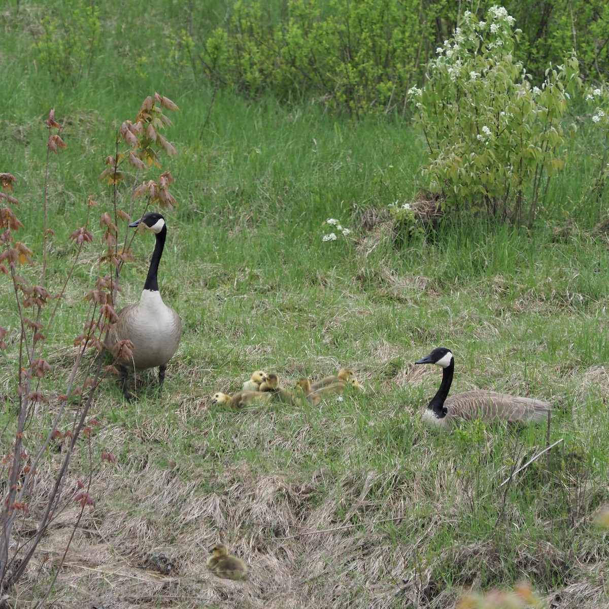 Canada Goose - Bruce Gates