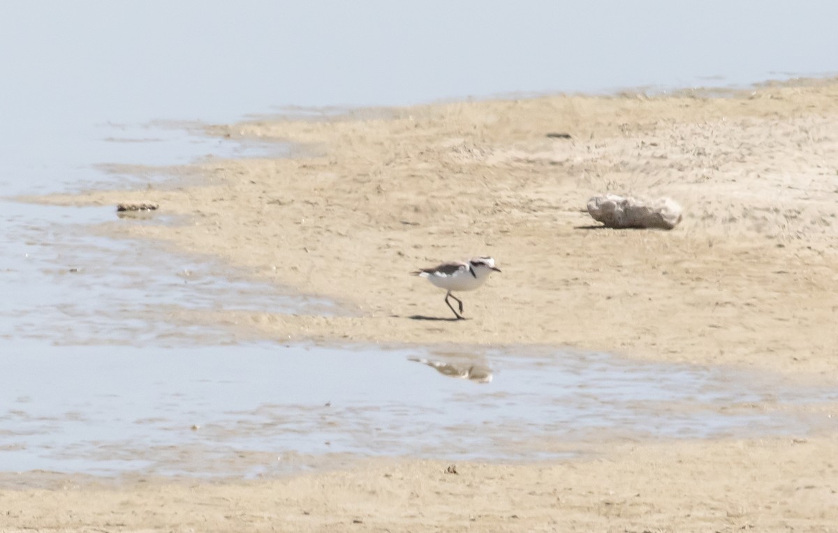 Snowy Plover - Nick Pulcinella