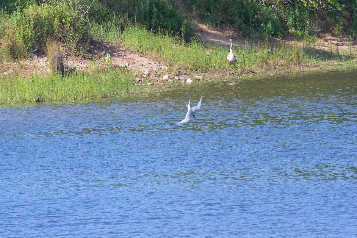 Forster's Tern - ML450950791