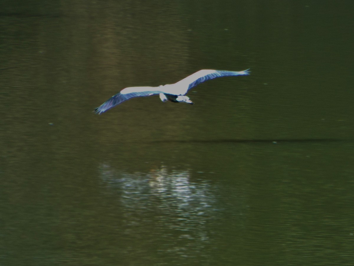 Great Blue Heron - Laurie Byrd