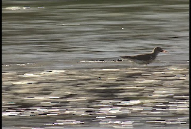 Spotted Sandpiper - ML450951