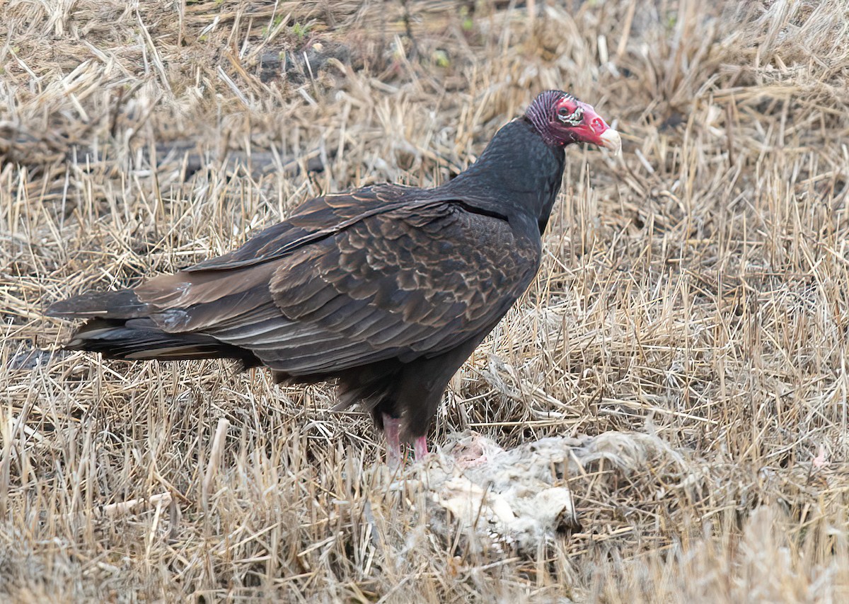 Turkey Vulture - ML450951931