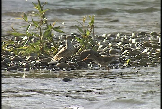 Spotted Sandpiper - ML450952