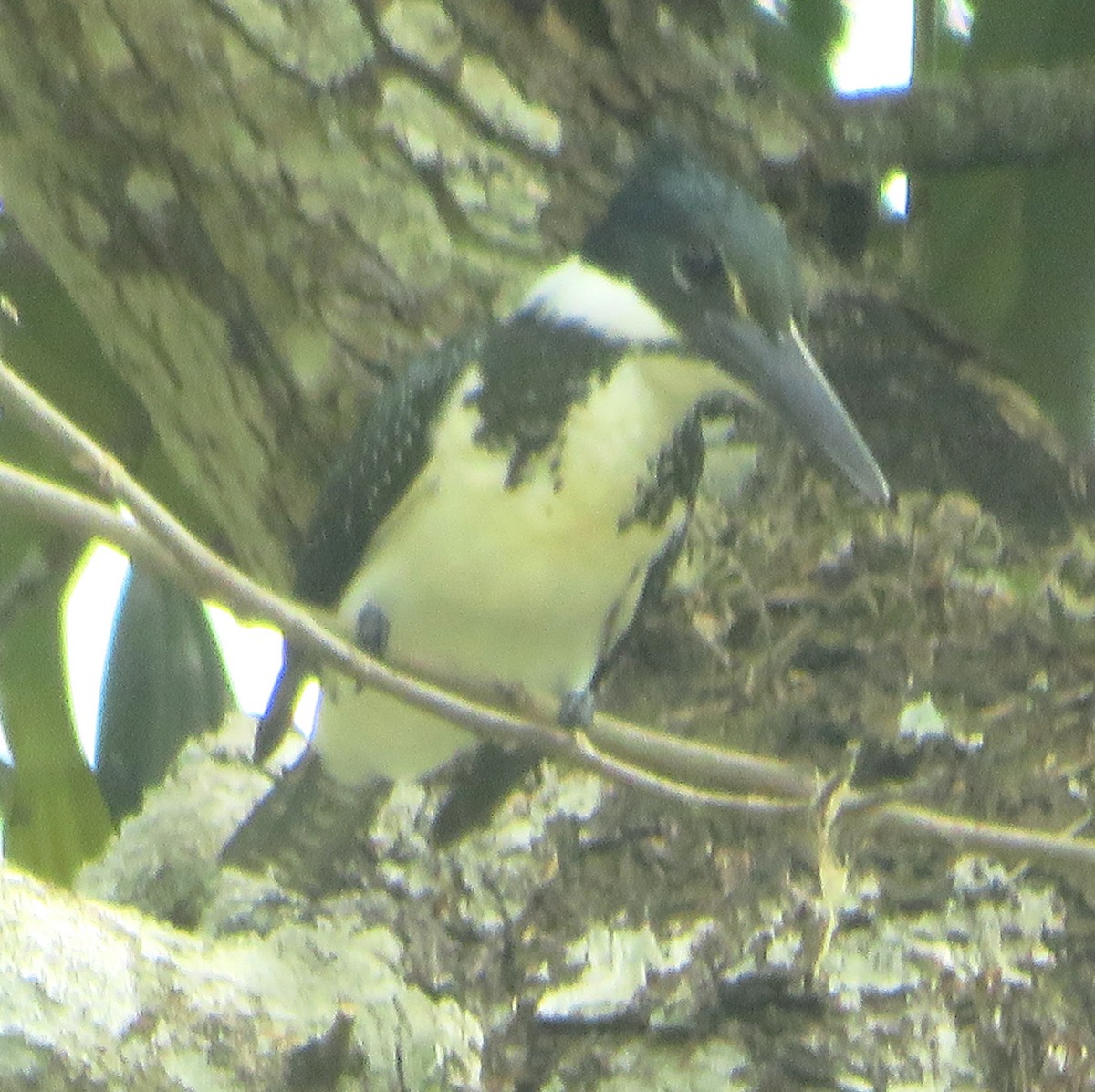 Amazon Kingfisher - ML450952241