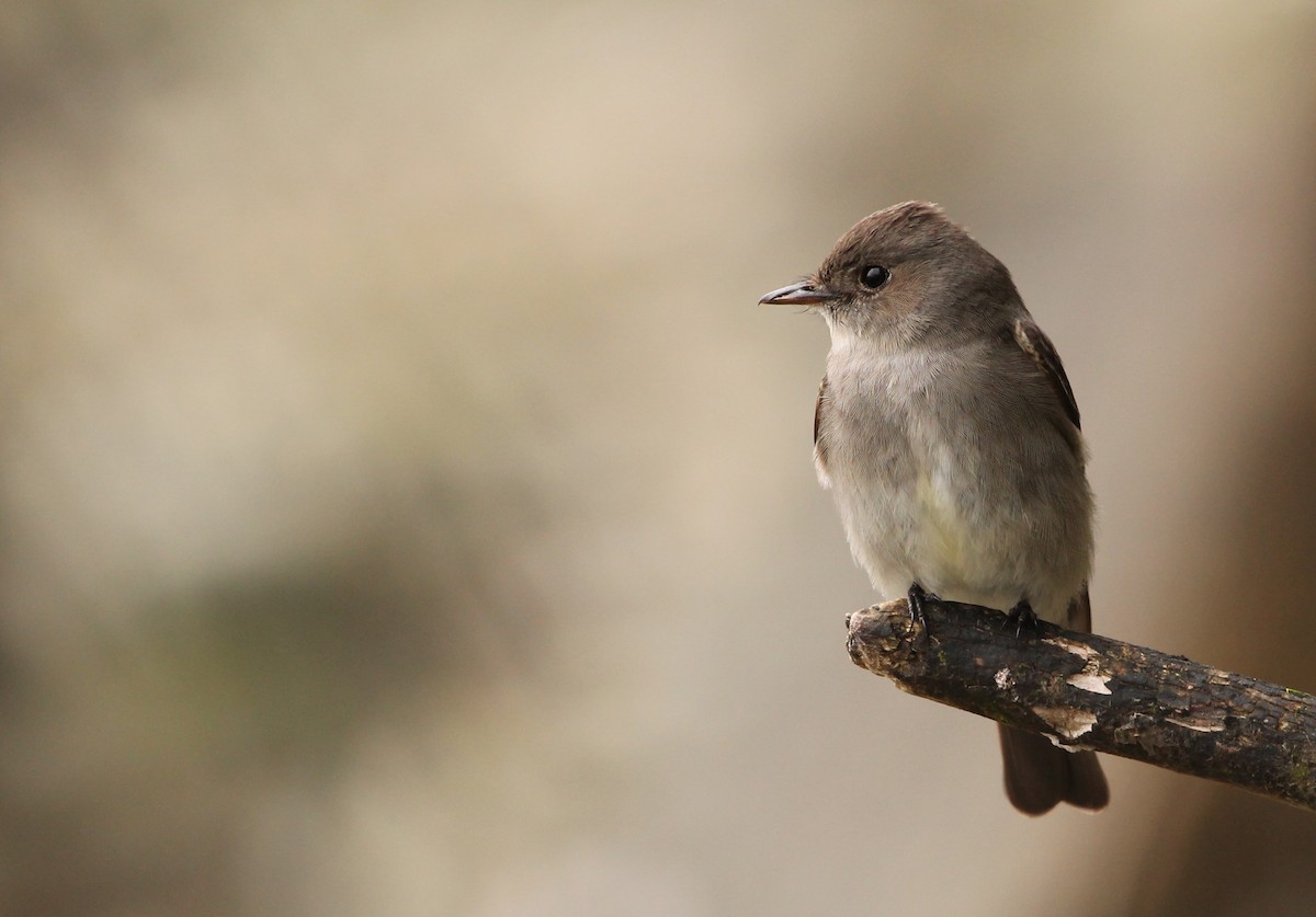 Western Wood-Pewee - Stéphan Hinguant