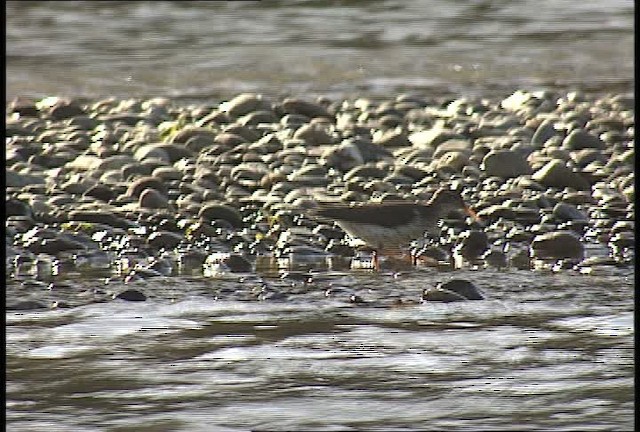 Spotted Sandpiper - ML450955