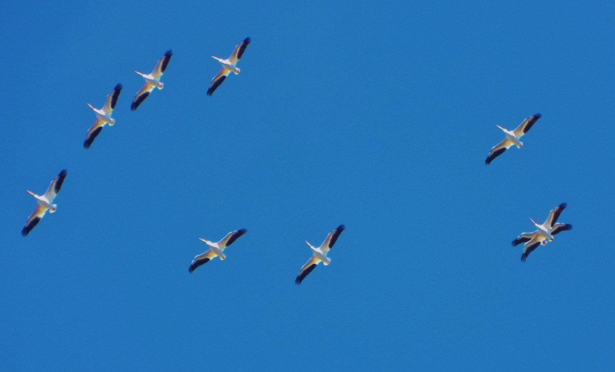 American White Pelican - Laurie Byrd