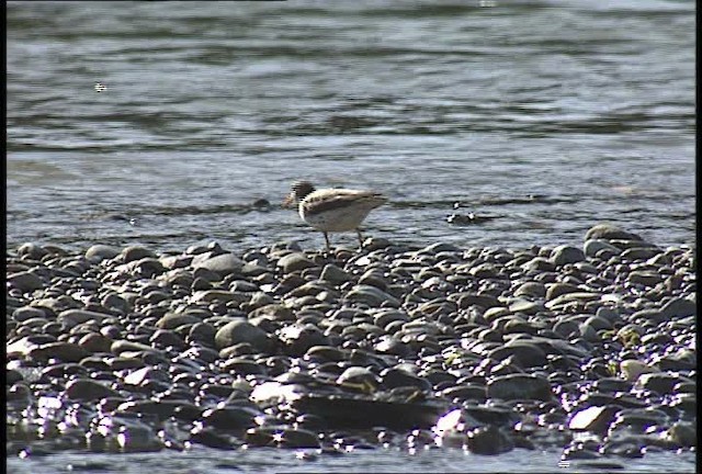 Spotted Sandpiper - ML450956