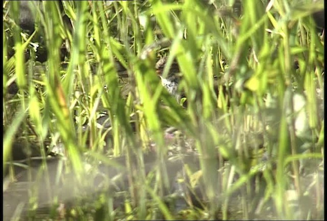 Spotted Sandpiper - ML450957