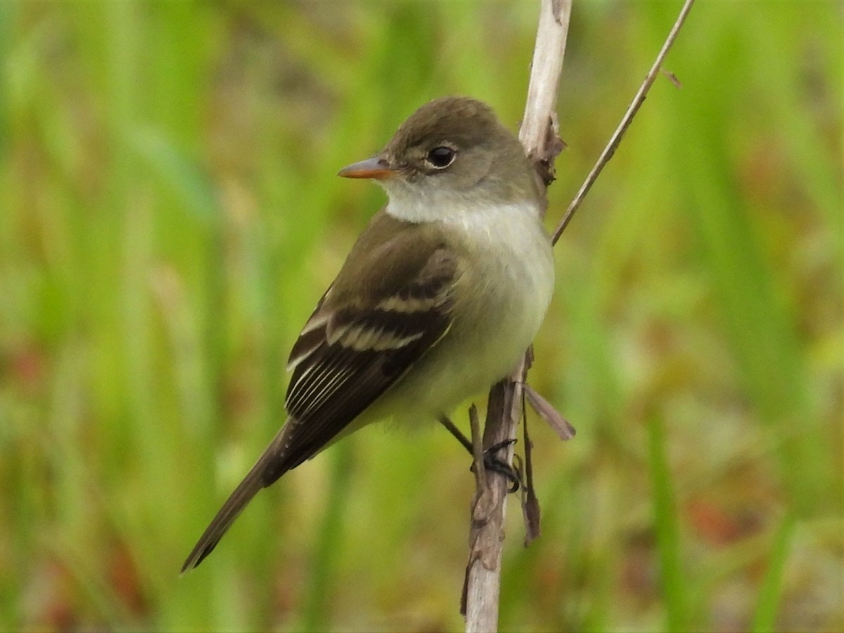 Willow Flycatcher - ML450957761