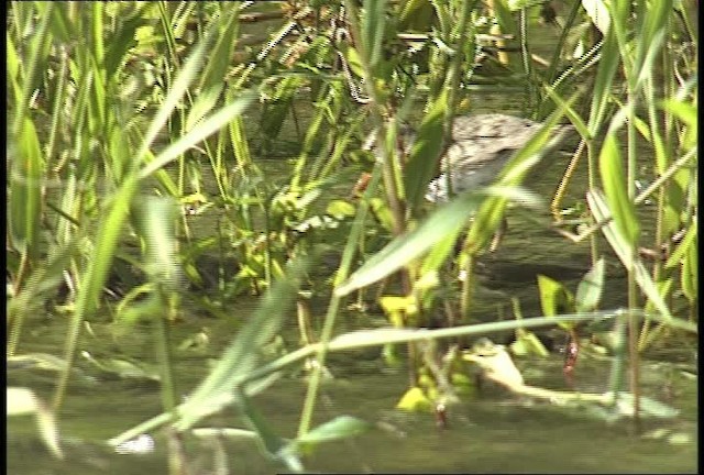 Spotted Sandpiper - ML450960