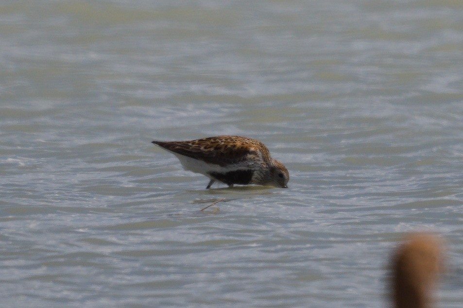 Dunlin - ML450960611