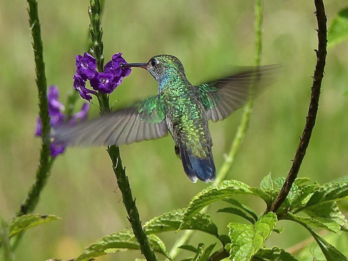 kolibřík safírový - ML450961391