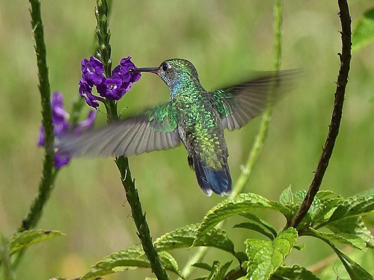 fiolstrupekolibri - ML450961391