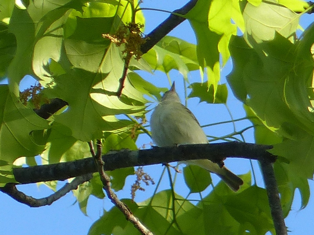 Warbling Vireo - Ben Jesup