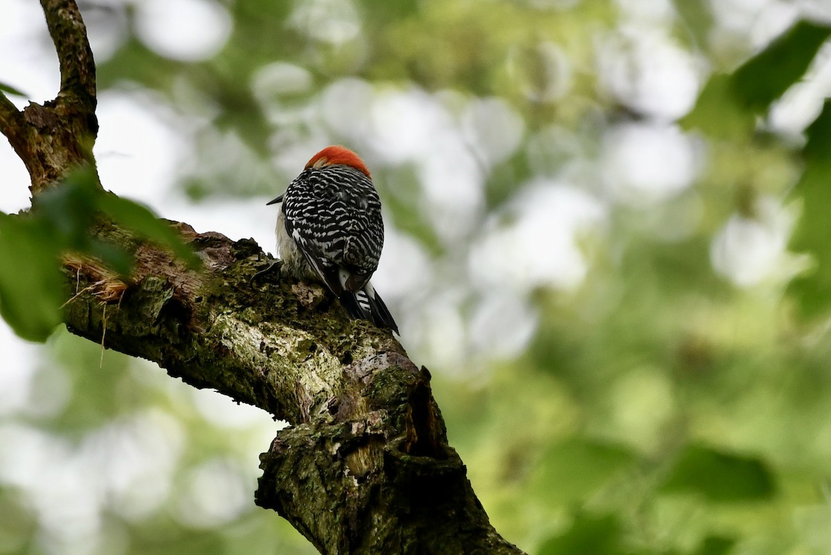 Red-bellied Woodpecker - ML450963201
