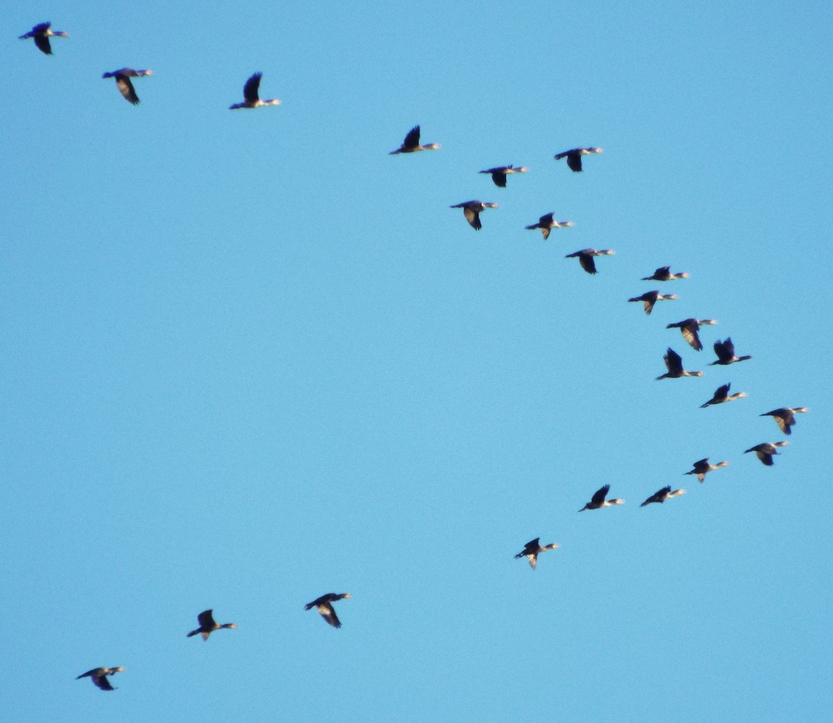 Neotropic Cormorant - Laurie Byrd