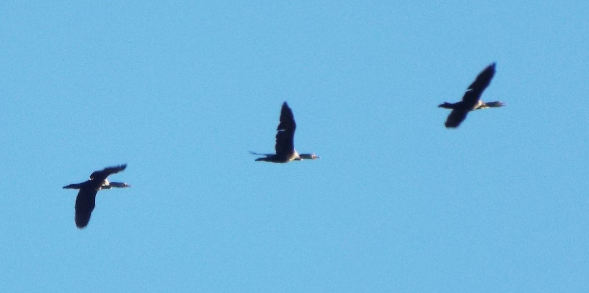 Neotropic Cormorant - Laurie Byrd