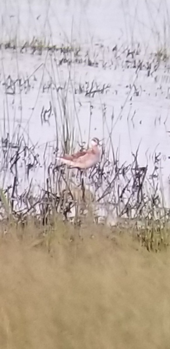 Wilson's Phalarope - ML450964791