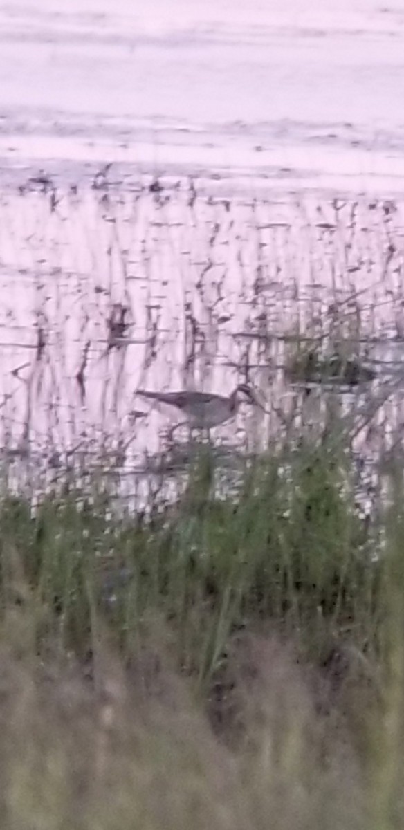 Wilson's Phalarope - ML450964861
