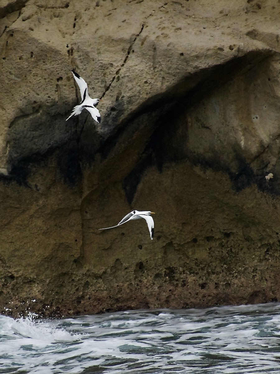 White-tailed Tropicbird - Roberto Jovel