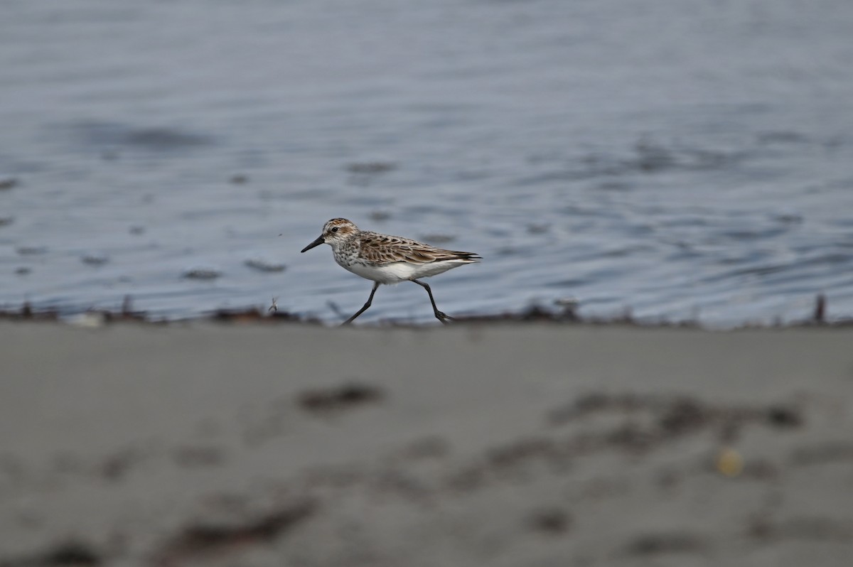 Semipalmated Sandpiper - ML450966581