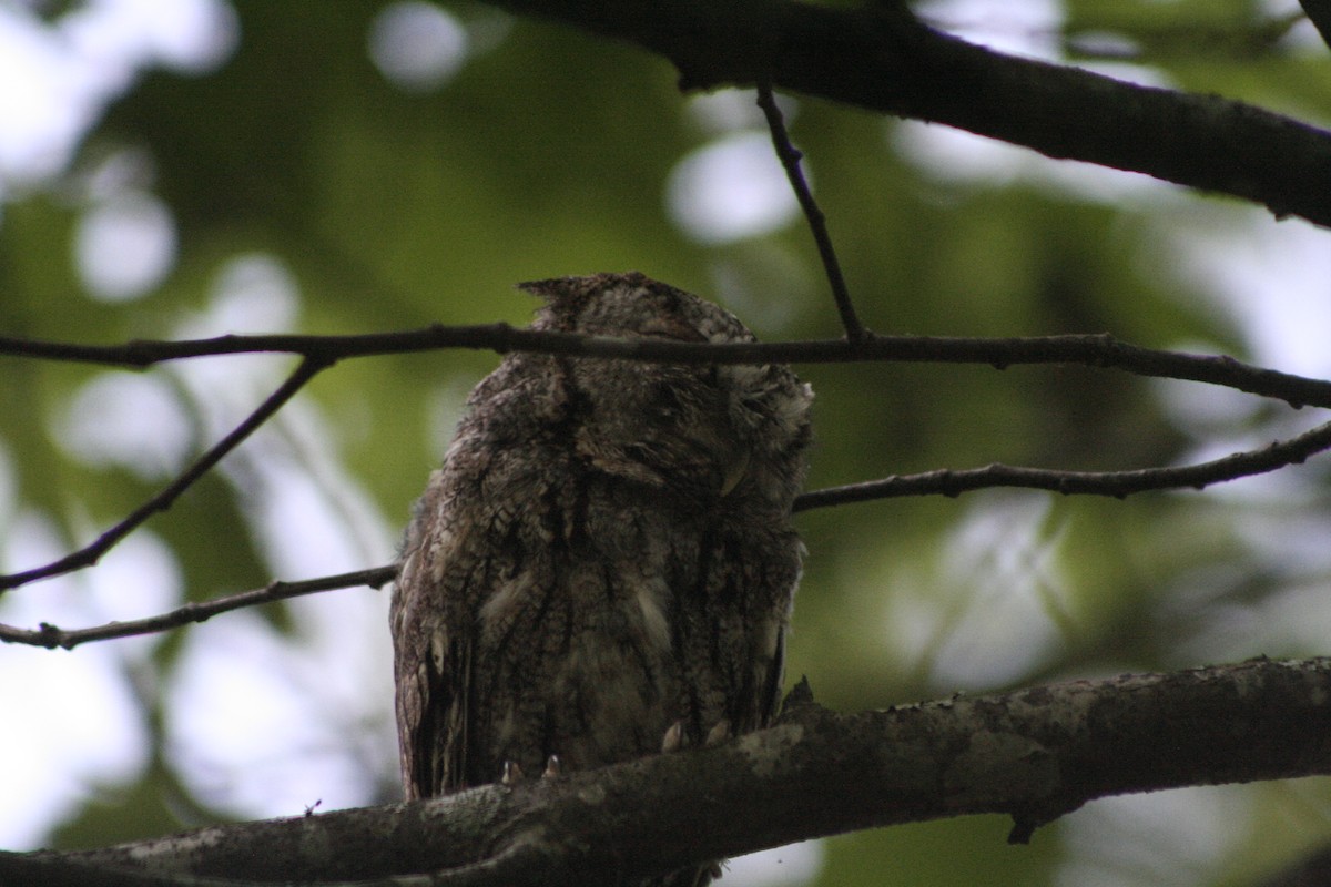 Eastern Screech-Owl - ML450970021