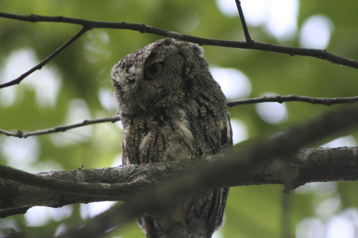 Eastern Screech-Owl - Ethan Wells